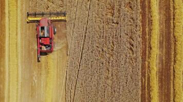 Agriculture. Combine harvester working in wheat field. Aerial view. video