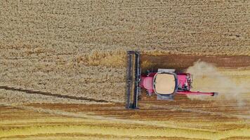 Aerial view on the combine working on the large wheat field. Harvesting machine working in the field video