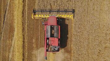 Aerial view on the combine working on the large wheat field. Harvesting season video