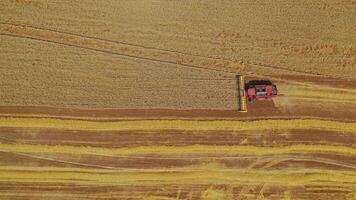 Top view of group of combine harvesters working in field during wheat harvest in summer, shoot from drone video