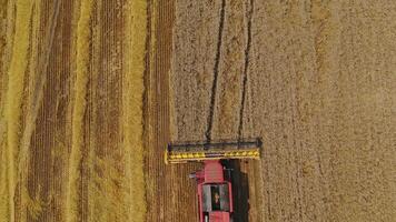 Aerial view on the combine working on the large wheat field. Harvesting season video