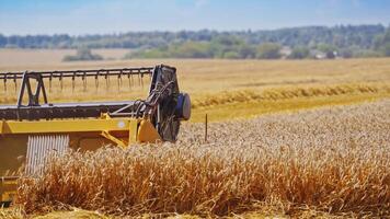 Harvesting wheat by agricultural machine. Knives of combine harvester rotating and cutting wheat spikelets. Close-up. video