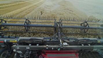 Agricultural equipment for gathering crop. Metal part of combine harvester cutting ripe wheat on the field. Close-up. View from combine. video