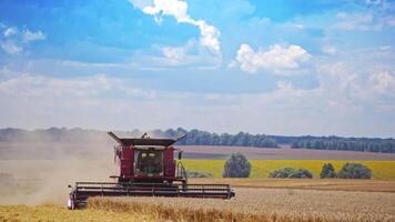 Agricultural machine during harvesting crop. Modern combine harvester gathering dry wheat on the beautiful background of yellow fields in summer. video