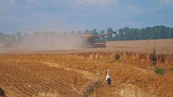Stork looking for food on the yellow field. Combine harvester in dust gathering ripe wheat on the field in farmland. video