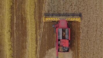 Combine harvester moving on the yellow field. Red agricultural machine is gathering ripe crop. Harvesting wheat. Top aerial view. video