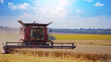 Front view on a combine harvester working on field. Modern industrial machinery collecting ripe wheat on the golden field background under blue sky. video