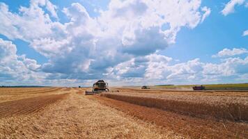 Harvesting crop on the field. Modern agricultural machinery gathering ripe wheat in summer season. Combine harvester at seasonal works. video
