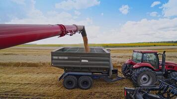 Combine harvester auger unloading grains of wheat. Combine harvester pouring ripe crop into tractor trailer. Machinery working at seasonal works on field in summer. video