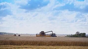 Panoramic view of the field with agricultural machinery. Harvesting ripe wheat. Combine harvester is unloading grains into tractor trailer. video