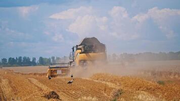 Backside view of modern combine harvesting crop. Storks searching for food after the harvester machine on the wheat field. Dust on the field at agricultural works. video