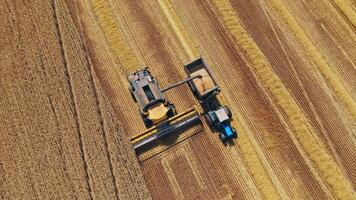 Top view on the tractor and combine harvester. Harvester machine pouring out ripe grains of wheat on the trailer on the field in summer. Aerial view. video