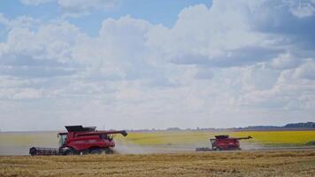 Agricultural machinery working on the yellow field. Two red combine harvester gathering ripe wheat under beautiful sky. Seasonal work. video