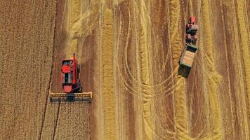 Modern combine harvester collects ripe wheat Beautiful yellow field at harvesting crop. View from above. Slow motion. video