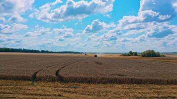 Wheat field under blue sky in the evening. Agricultural works on the field. Industrial machinery harvesting crop in farmland. video