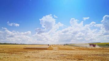 Ripe wheat field in summer. Mechanized harvesting crop. Large field and combine harvesters collecting grains. Crop in the field on a sunny day. video