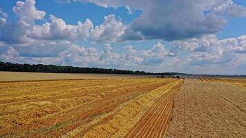 Flying over the field during harvesting. Agricultural equipment on the field. Combine harvesters gathering wheat. Motion camera forward. video