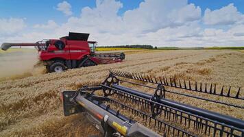 Gathering crop in the field. Two combine harvesters collecting ripe wheat under blue sky. Machine knives cutting spikelets. View from combine machine. video