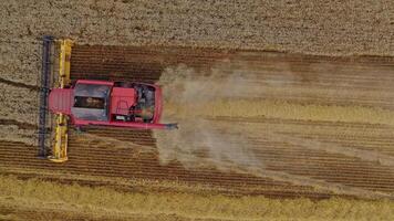 Top view on a red combine on the field. Harvester machine collecting ripe wheat. Cultivation of organic clean grain culture. Aerial view. video