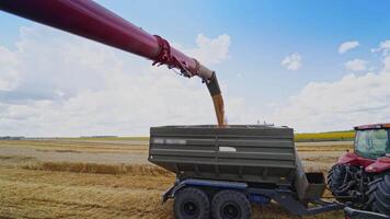 Ripe grains are loading into the trailer of a tractor. Metal part of a combine harvester pouring out wheat into the tractor on the yellow field in summer. video