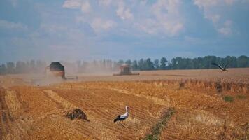 Stork walking on a yellow field. Black and white birds searching for food after harvesting wheat. Combine harvesters gathering ripe crop. video