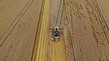 Modern combine harvester working on the field. View from above on the agricultural machine. Season of gathering crop. Aerial view. video