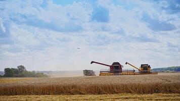 Red grain harvesting combine working in a sunny day. Yellow field with grain. Agricultural technic works in field. of working technic. video