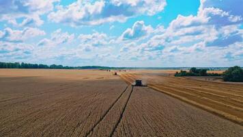 Farmland during harvesting crop. Agricultural machinery gathering ripe wheat on the field under the blue sky. Seasonal workers. video
