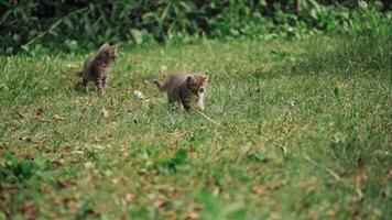 Two grey kittens in grass in the meadow. Funny scene of two kittens looking at white cord moving on green grass. Little pets playing outdoors. video
