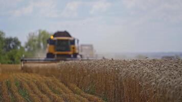 Modern combine harvester on a wheat field. Ripe grains harvesting by agricultural machine on the farmland in summer. video