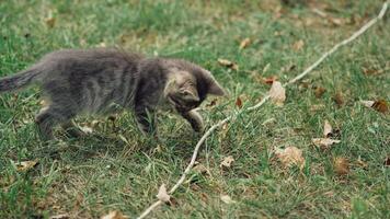 Funny kitty on the ground. Little grey kitten trying to catch a cord on the grass. Cat running in the meadow. video