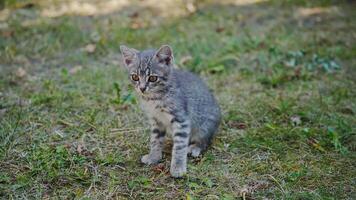 Lovely grey kitten with big eyes. Cute little kitten on green grass in summer. Funny kitty looking at something attentively. video