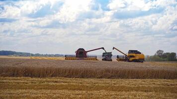 Yellow grain harvesting combines in a sunny day working. Yellow field with grain. Agricultural technic works in field. of harvesting process. video