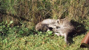 Two funny kittens playing in the grass. Little grey kittens lying merrily on the meadow in a sunny summer day. video