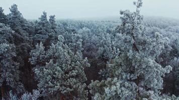 Flight among white trees in winter. Beautiful trees covered with snow in the forest. Aerial view. Slow motion. video