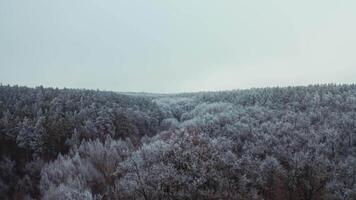 Panoramic view of a beautiful forest in winter. Flying over the top of trees covered with frost. Aerial view. video