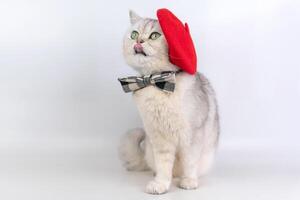 Charming cat with red beret and bow tie posing playfully photo