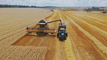Harvesting grain field, crop season. Combine harvester in action on the field. Aerial view video