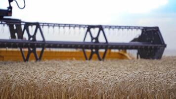 Combine Harvester Cutting Wheat. Harvester machine harvest wheat during work in field video