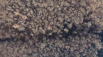 Trees in wood without leaves. Top view of a leafless forest in winter season. Aerial view. Motion camera around. video