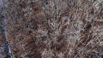 Flying over the trees without leaves. Naked branches of trees covered with frost in the forest. Top view. Slow motion. video