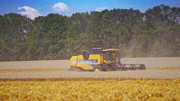 Grain harvesting combine in a sunny day. Yellow field with grain. Agricultural technique works in field. video