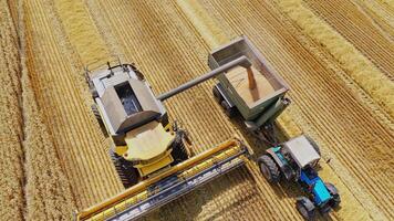 Combine harvester machine working in the wheat field on a sunny day. Agricultural work team, top view video