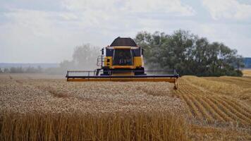 Front view of modern combine harvester. Agricultural machine is cutting ripe wheat spikes on the yellow field in summertime. video