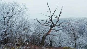 Mountain forest in winter. Trees covered with frost in nature. Unusual dry tree on the white snowy background of a forest. video