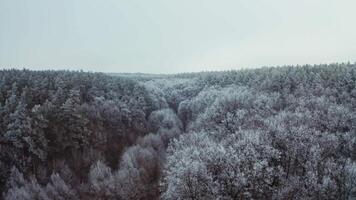 Snowy forest in winter. Top view of beautiful trees covered with white snow. Motion camera back and rising up. Aerial view. video