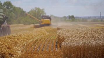 Harvesting wheat on the field. Tractor moving on the field to the combine harvester to take grains in summer day. Agricultural works in summer. video