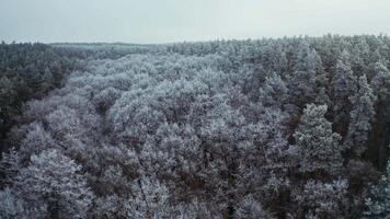 Panoramic view of thick forest in winter. Fantastic landscape of nature with snowy white trees. Top view of trees covered with frost. Aerial view. video