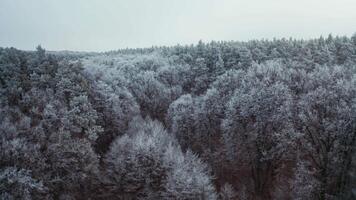 Flight over the top of frosty trees. Winter landscape of the forest. Beautiful aerial view on white trees. video