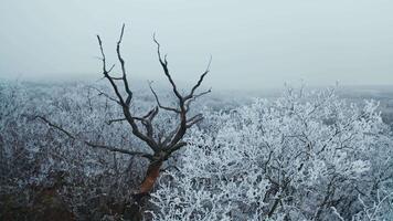 Dry brown tree among white trees in winter. Beautiful landscape of snowy trees in the forest. Winter time. video